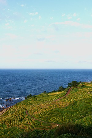 輪島　白米の千枚田(1)