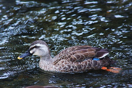 兼六園　カルガモ