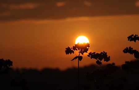 夕陽のそばに、ソバの花！(＠_＠;)