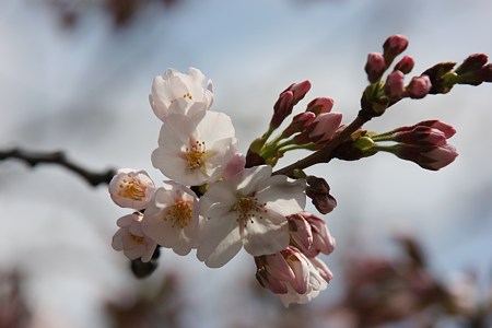 ソメイヨシノ開花！