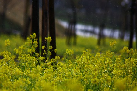 菜の花　雨の滴