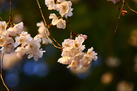 越の彼岸桜