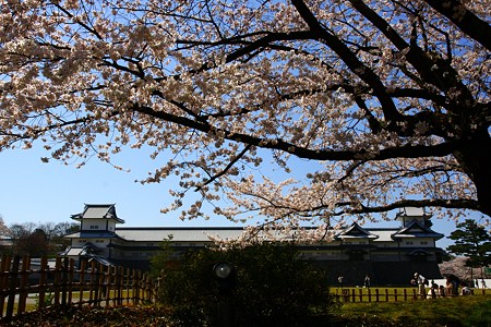 金沢城と桜