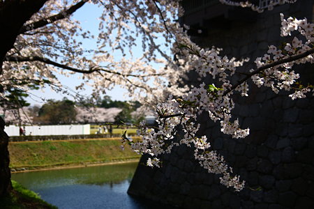 金沢城お堀と桜