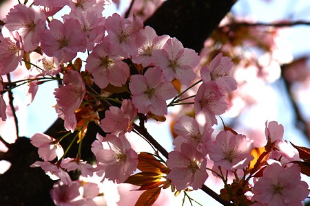 兼六園　熊谷桜（くまがいざくら）