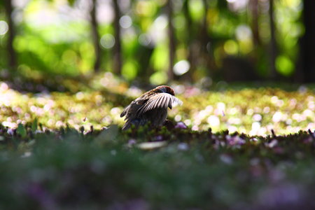 兼六園のスズメちゃん！(1)