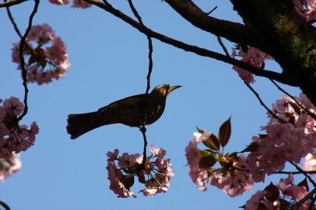 ヒヨちゃん　桜のぶらんこ！　兼六園熊谷桜