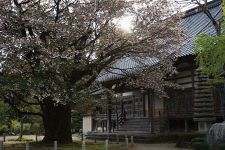 善正寺菊桜　（ゼンショウジキクザクラ）