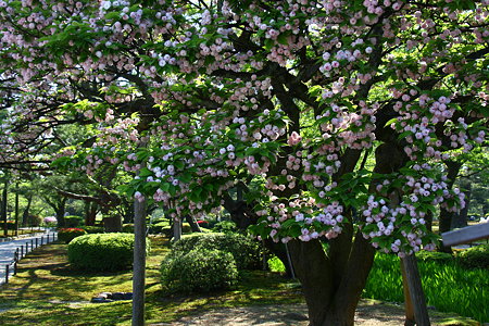 兼六園菊桜(3)