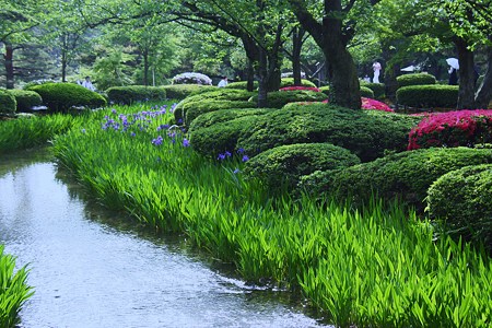 曲水とカキツバタ