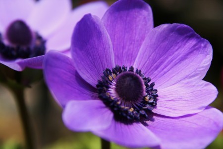 アネモネ 紫 赤 チューリップ 椿 友好の光 スミレ プリケアナ 水仙 金沢から発信のブログ 風景と花と鳥など