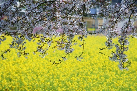 菜の花と桜