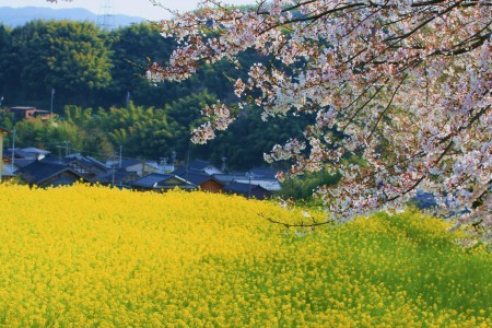 菜の花畑と染井吉野