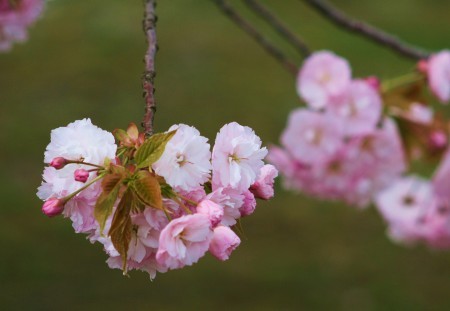 八重桜　ピンク