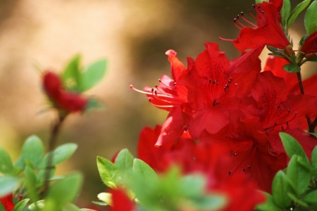 赤いツツジ ピンクマーガレットが沢山咲きました ヤマブキ 藤棚の公園スライドショー 金沢から発信のブログ 風景と花と鳥など