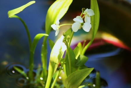 水生植物　ナガバオモダカ(2)　メダカの鉢