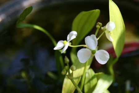 水生植物　ナガバオモダカ(1)　メダカの鉢