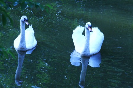 県民公園・白鳥の親子