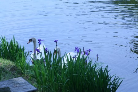 県民公園・白鳥とカキツバタ(2)