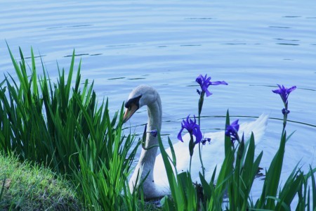 県民公園・白鳥とカキツバタ(1)