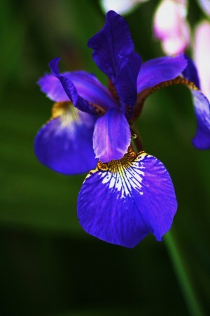 家のアヤメ一番花