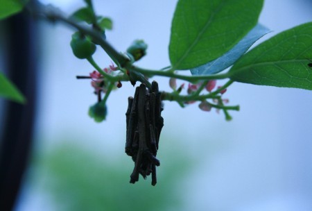 ブルベリーの木と蓑虫