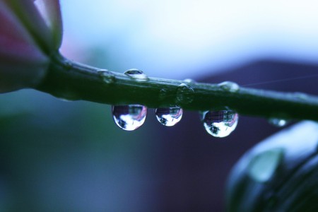 ユリの水滴のレンズ(2)