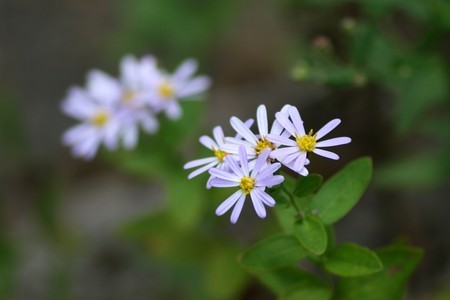 野菊