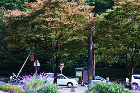 サルビアレウカンサと桜の木