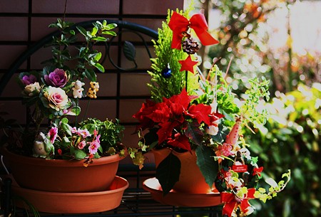 寄せ植え2つ(冬と、クリスマスの寄せ植え)