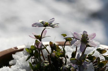 雪割草 (2)　雪の中から (＠＾＾＠）