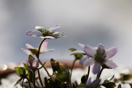 雪割草(1)