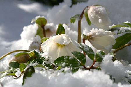 クリスマスローズ、雪の中から。寒さに強い元気な子 (＠＾＾＠）