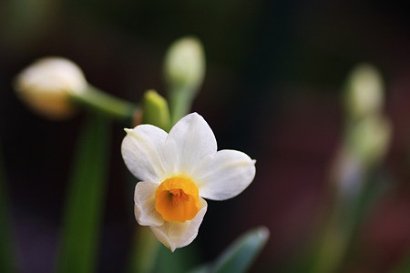 水仙、初開花！