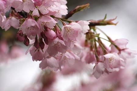 桜(1)　　ツバキカンザクラ