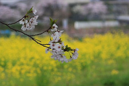 ソメイヨシノと菜の花