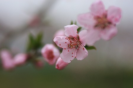 桃の花