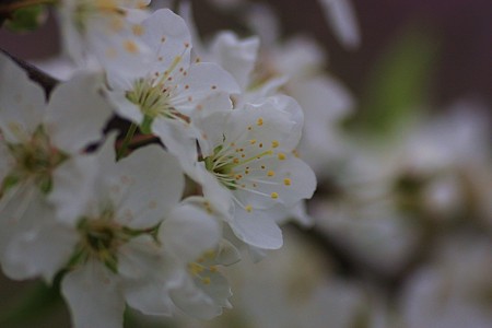 ナシの花 (＠＾＾＠）