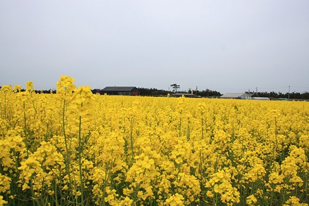 菜の花畑　再び　(1)