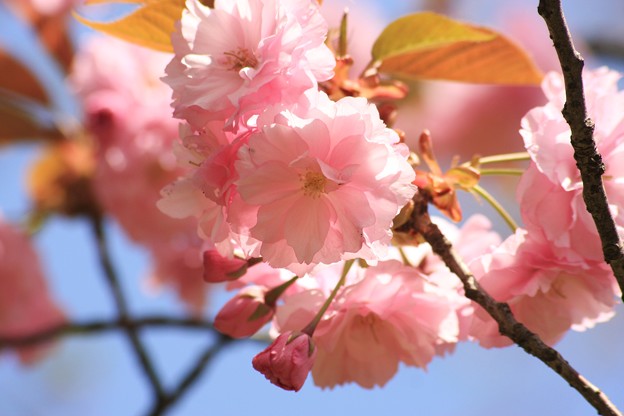 八重桜 関山 カンザン 写真共有サイト フォト蔵