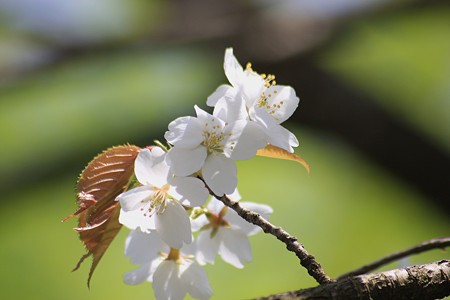 霞桜