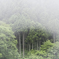 Photos: 霧の杉林