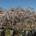 御苑の桜「枝垂桜」