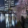 夜桜「皇居大手門」