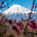 Photos: 富士山の日「岩本山梅林」