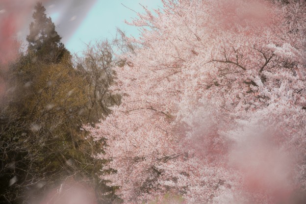 Photos: 零れ桜