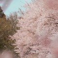 Photos: 零れ桜