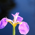 湿原に咲く花２