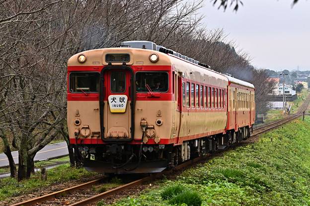 Photos: いすみ鉄道急行2号（キハ28+キハ52）