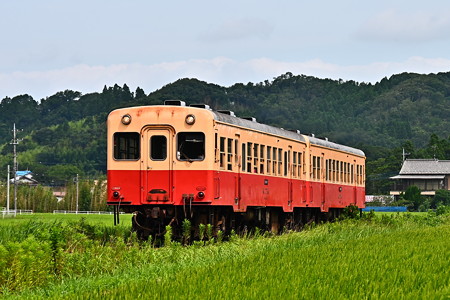 水田地帯を行く小湊鐵道キハ200